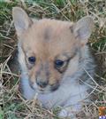 Pembroke Welsh Corgi